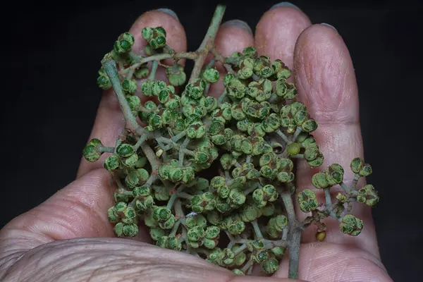 Küçük makaranj dev çay tohumu meyvelerinin kümesine yakın..