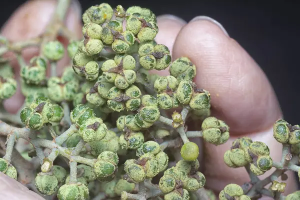 Küçük makaranj dev çay tohumu meyvelerinin kümesine yakın..