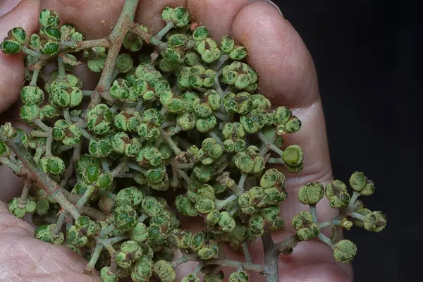 Küçük makaranj dev çay tohumu meyvelerinin kümesine yakın..