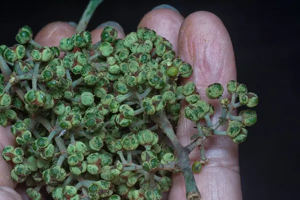 Küçük makaranj dev çay tohumu meyvelerinin kümesine yakın..