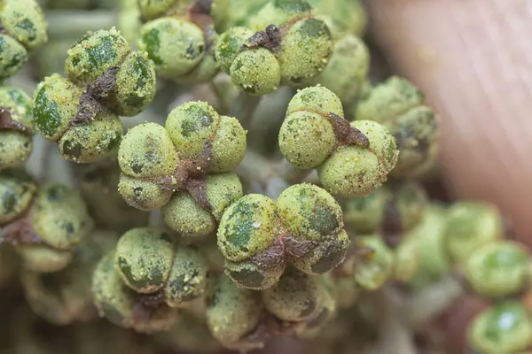 Küçük makaranj dev çay tohumu meyvelerinin kümesine yakın..