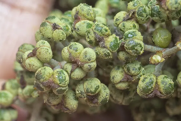 Küçük makaranj dev çay tohumu meyvelerinin kümesine yakın..