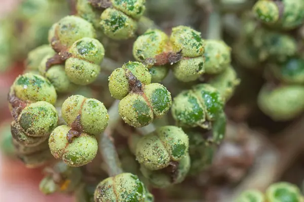 Küçük makaranj dev çay tohumu meyvelerinin kümesine yakın..