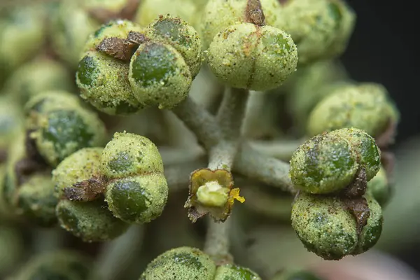 Küçük makaranj dev çay tohumu meyvelerinin kümesine yakın..