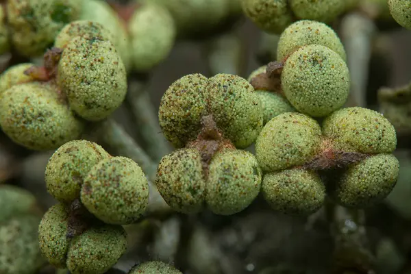 Küçük makaranj dev çay tohumu meyvelerinin kümesine yakın..