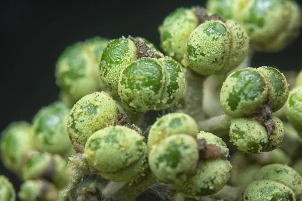 Küçük makaranj dev çay tohumu meyvelerinin kümesine yakın..