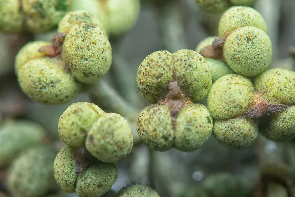 Küçük makaranj dev çay tohumu meyvelerinin kümesine yakın..
