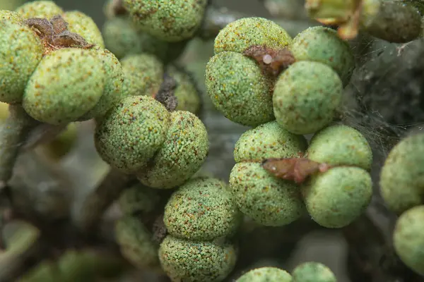 Küçük makaranj dev çay tohumu meyvelerinin kümesine yakın..