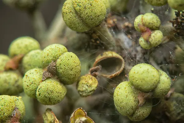 Küçük makaranj dev çay tohumu meyvelerinin kümesine yakın..