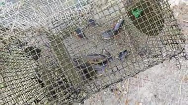 Kanalizasyondan yakalanan bazı tatlı su balıklarının yakın çekimleri.
