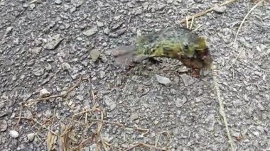 Kanalizasyondan yakalanan bazı tatlı su balıklarının yakın çekimleri.