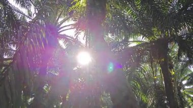 Güneş ışığı tarlaya yayılıyor parlak bir ışık patlaması yaratıyor..  