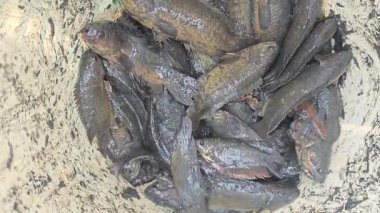 Kanalizasyondan yakalanan bazı tatlı su balıklarının yakın çekimleri.