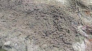 Küçük labirent desenli yuva yolu ve su birikintisi su birikintisinin kenarında uçar.. 