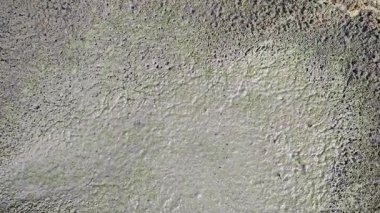 Küçük labirent desenli yuva yolu ve su birikintisi su birikintisinin kenarında uçar.. 