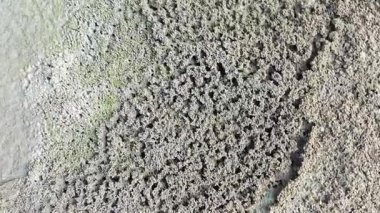 Küçük labirent desenli yuva yolu ve su birikintisi su birikintisinin kenarında uçar.. 