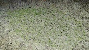 Küçük labirent desenli yuva yolu ve su birikintisi su birikintisinin kenarında uçar.. 