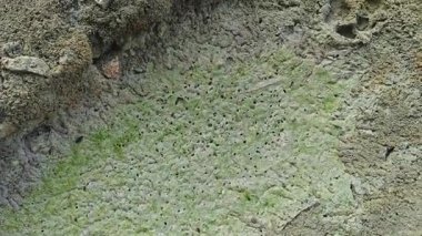 Küçük labirent desenli yuva yolu ve su birikintisi su birikintisinin kenarında uçar.. 