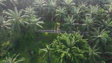 Bir adam ıssız tarlalarda dikilirken hava görüntüsü alıyor..