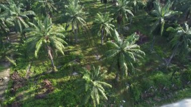 Bir adam ıssız tarlalarda dikilirken hava görüntüsü alıyor..