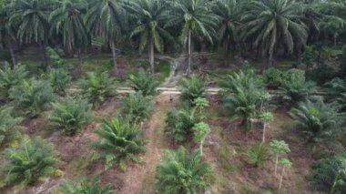 Bir adam ıssız tarlalarda dikilirken hava görüntüsü alıyor..