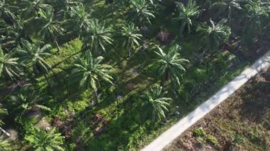 Bir adam ıssız tarlalarda dikilirken hava görüntüsü alıyor..