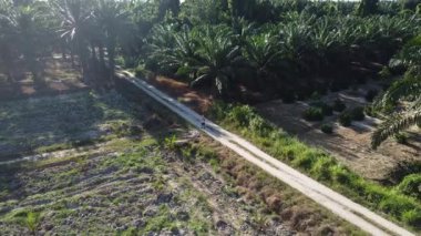 Bir adam ıssız tarlalarda dikilirken hava görüntüsü alıyor..