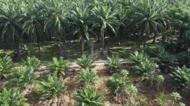 Bir adam ıssız tarlalarda dikilirken hava görüntüsü alıyor..