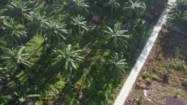 Bir adam ıssız tarlalarda dikilirken hava görüntüsü alıyor..