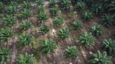 Bir adam ıssız tarlalarda dikilirken hava görüntüsü alıyor..