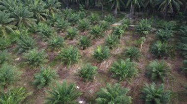 Bir adam ıssız tarlalarda dikilirken hava görüntüsü alıyor..