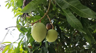 Dalında sallanan taze yeşil mango meyvesine bakıyorum..