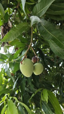 Dalında sallanan taze yeşil mango meyvesine bakıyorum..