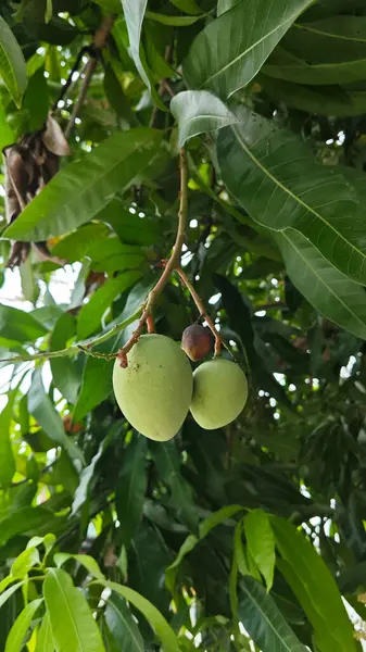 Dalında sallanan taze yeşil mango meyvesine bakıyorum..