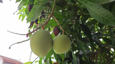 Dalında sallanan taze yeşil mango meyvesine bakıyorum.. 