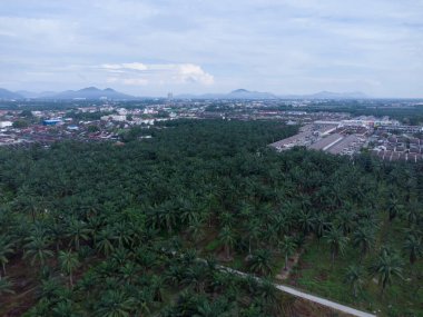Palmiye yağı tarlasının eteklerindeki uzak evlerin hava görüntüleri..