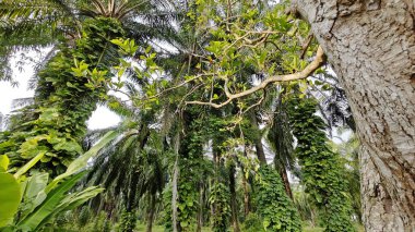 Çiftlikteki sarmaşıklara tırmanma ve sürünme sahnesi.