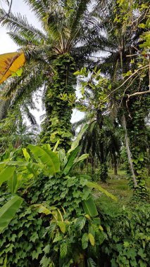 Çiftlikteki sarmaşıklara tırmanma ve sürünme sahnesi.