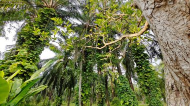 Çiftlikteki sarmaşıklara tırmanma ve sürünme sahnesi.