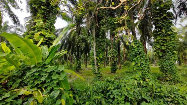 Çiftlikteki sarmaşıklara tırmanma ve sürünme sahnesi.