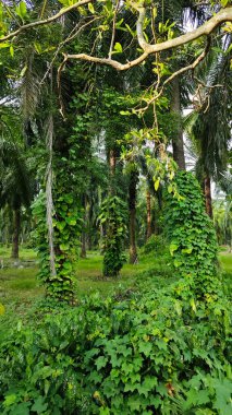 Çiftlikteki sarmaşıklara tırmanma ve sürünme sahnesi.