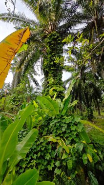 Çiftlikteki sarmaşıklara tırmanma ve sürünme sahnesi.