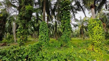 Çiftlikteki sarmaşıklara tırmanma ve sürünme sahnesi.