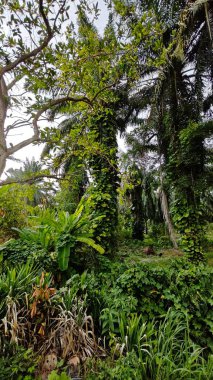 Çiftlikteki sarmaşıklara tırmanma ve sürünme sahnesi.