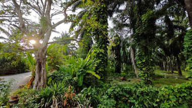 Çiftlikteki sarmaşıklara tırmanma ve sürünme sahnesi.