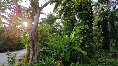 Çiftlikteki sarmaşıklara tırmanma ve sürünme sahnesi.