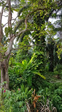 Çiftlikteki sarmaşıklara tırmanma ve sürünme sahnesi.