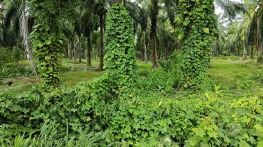Çiftlikteki sarmaşıklara tırmanma ve sürünme sahnesi.