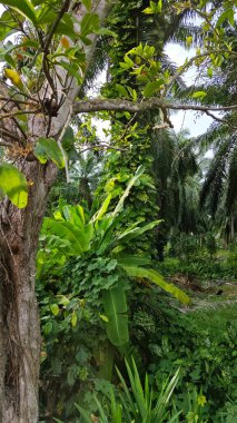 Çiftlikteki sarmaşıklara tırmanma ve sürünme sahnesi.