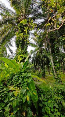 Çiftlikteki sarmaşıklara tırmanma ve sürünme sahnesi.